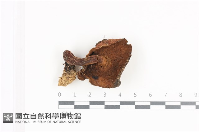 登錄號:F0036171藏品圖，第3張