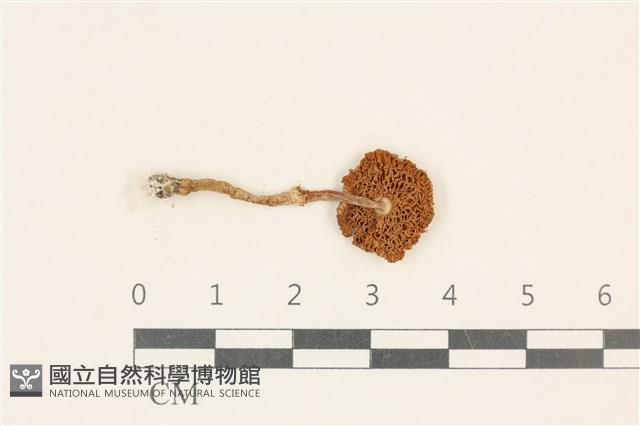 登錄號:F0037171藏品圖，第3張