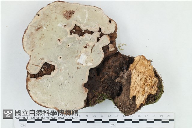 靈芝屬藏品圖，第3張