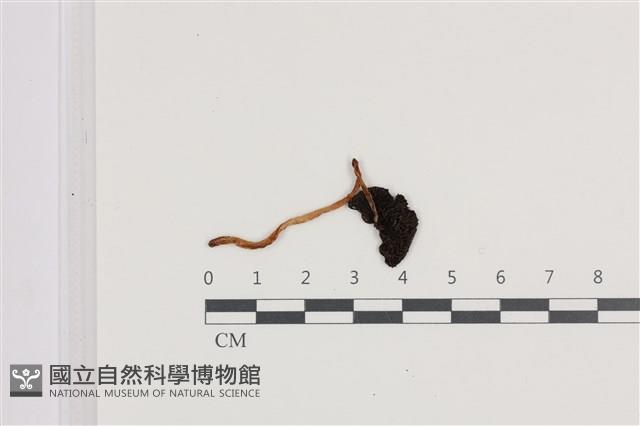 登錄號:F0036071藏品圖，第3張