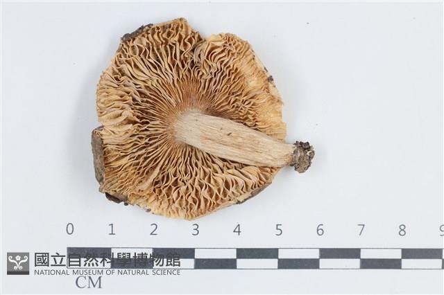 紅菇屬藏品圖，第3張