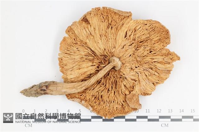 登錄號:F0036464藏品圖，第3張