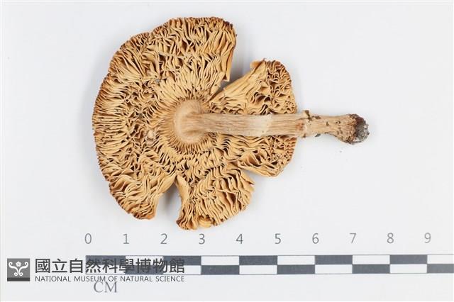 登錄號:F0038764藏品圖，第3張