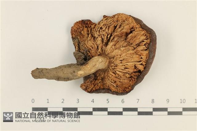 登錄號:F0037564藏品圖，第3張