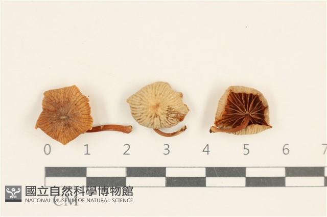 登錄號:F0037064藏品圖，第3張