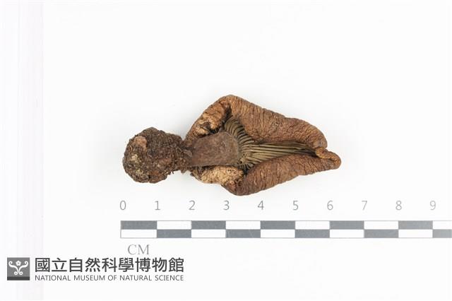 登錄號:F0036364藏品圖，第3張