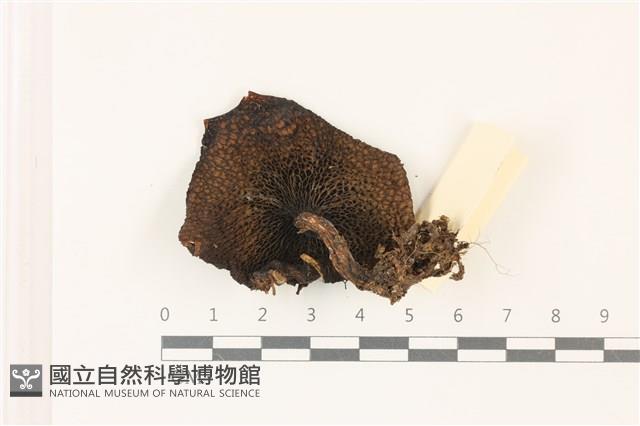 登錄號:F0037364藏品圖，第3張