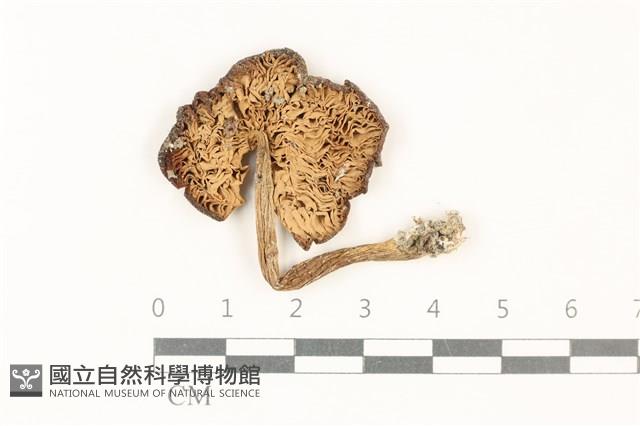 登錄號:F0037824藏品圖，第3張