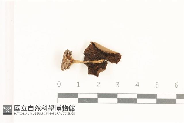 登錄號:F0036924藏品圖，第3張