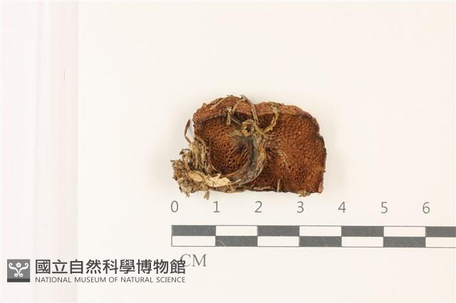 登錄號:F0037424藏品圖，第3張