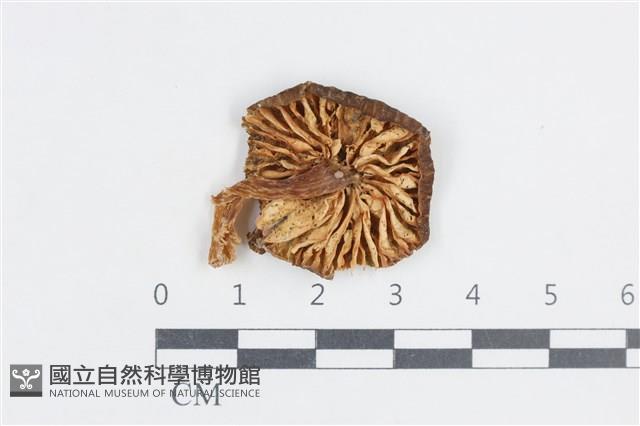 登錄號:F0038724藏品圖，第3張