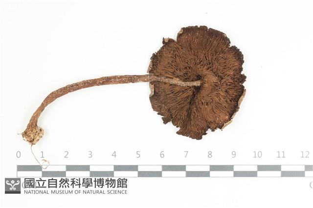 登錄號:F0036524藏品圖，第3張