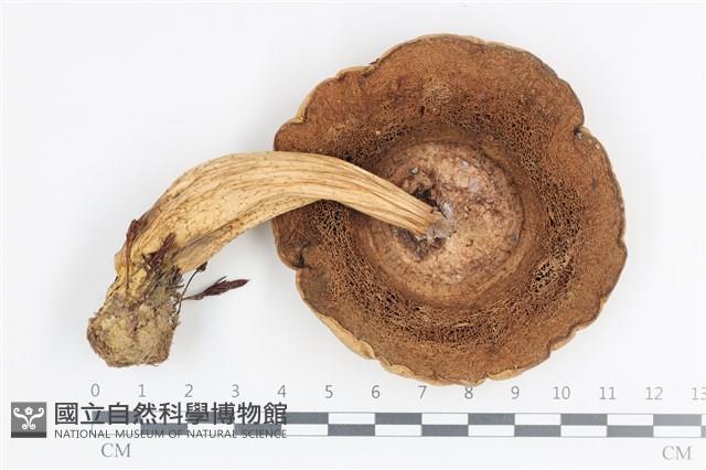 Accession Number:F0036124 Collection Image, Figure 3, Total 3 Figures