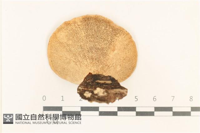 登錄號:F0037124藏品圖，第3張