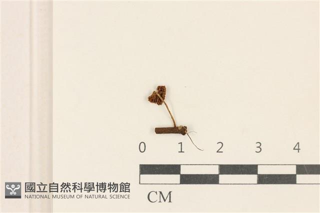 小皮傘屬藏品圖，第3張
