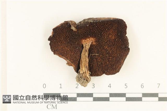 館號:F0038024藏品圖，第3張