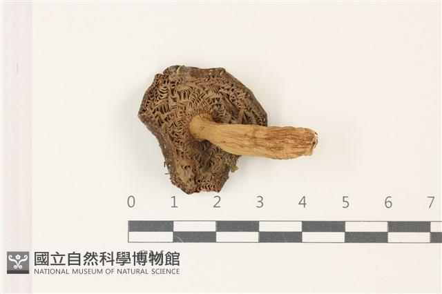 登錄號:F0037324藏品圖，第3張
