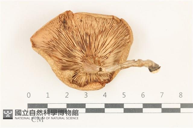 館號:F0038204藏品圖，第3張