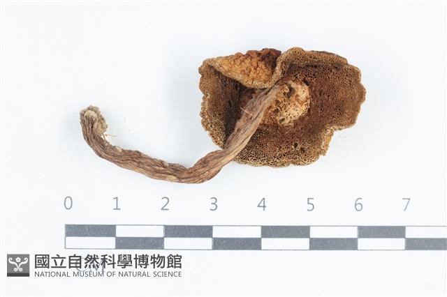 登錄號:F0038804藏品圖，第3張