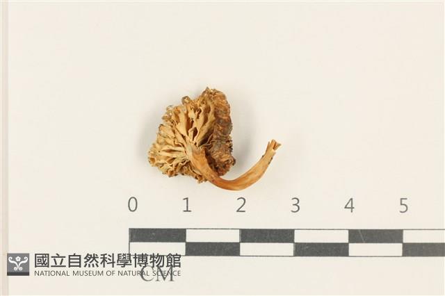 登錄號:F0037604藏品圖，第3張