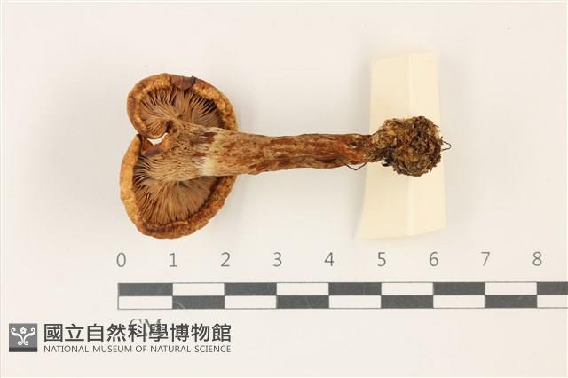 登錄號:F0037404藏品圖，第3張