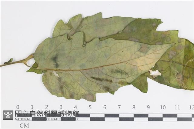 登錄號:F0035404藏品圖，第3張