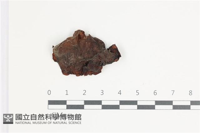 登錄號:F0035704藏品圖，第3張