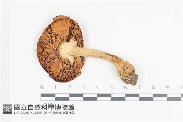 登錄號:F0036104藏品圖，第3張