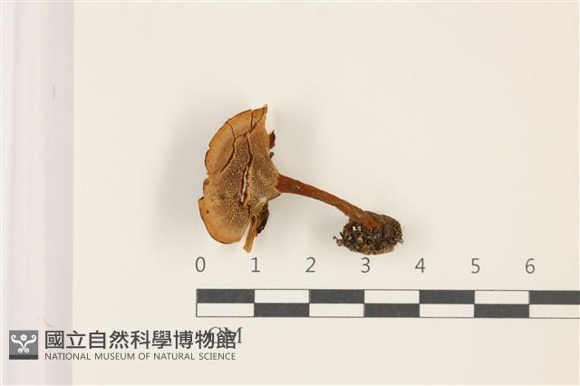 登錄號:F0037304藏品圖，第3張