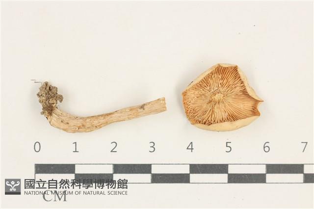 乳菇屬藏品圖，第3張