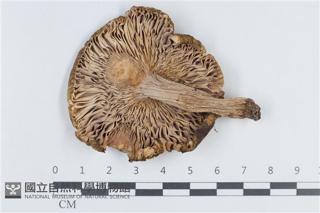 登錄號:F0038814藏品圖，第3張