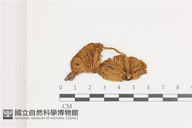 登錄號:F0036614藏品圖，第3張