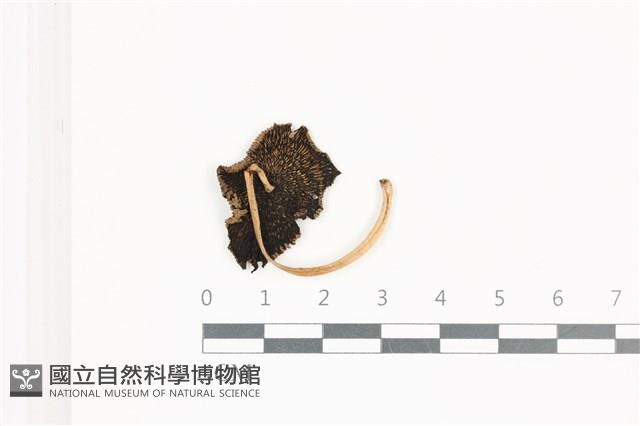 鬼傘屬藏品圖，第3張