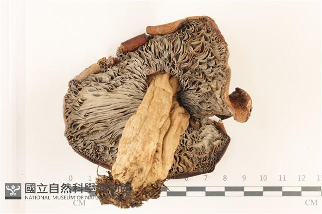 登錄號:F0037514藏品圖，第3張