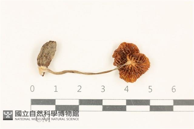 登錄號:F0037114藏品圖，第3張