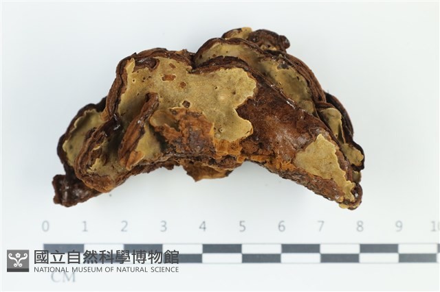 葉孔菌屬藏品圖，第3張