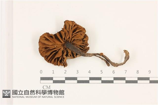 登錄號:F0037314藏品圖，第3張