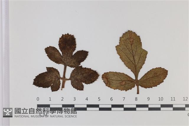 登錄號:F0035314藏品圖，第3張
