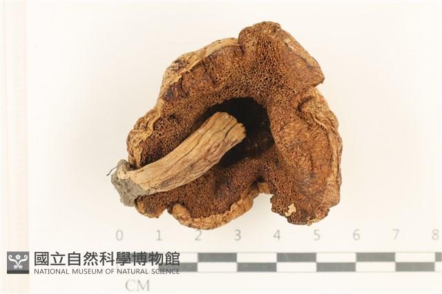 登錄號:F0037654藏品圖，第3張
