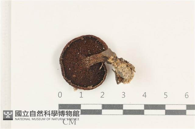 登錄號:F0038154藏品圖，第3張