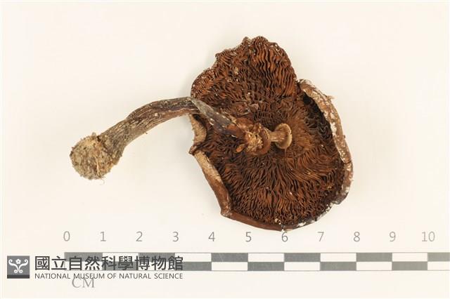 登錄號:F0037154藏品圖，第3張