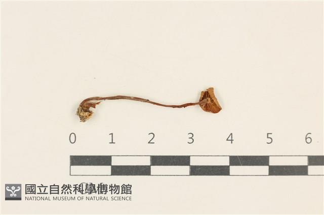 登錄號:F0037054藏品圖，第3張