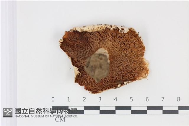 紅菇屬藏品圖，第3張