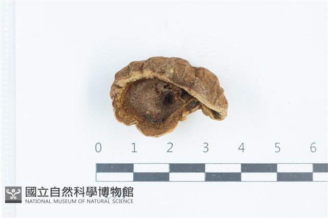 登錄號:F0039354藏品圖，第3張