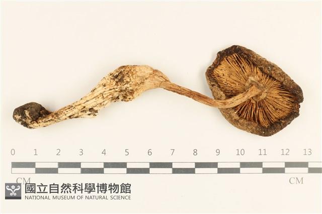 登錄號:F0037244藏品圖，第3張