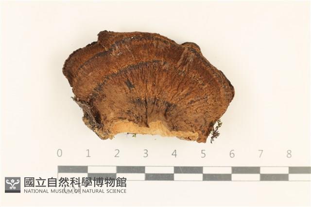 登錄號:F0018844藏品圖，第3張