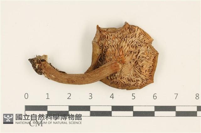 登錄號:F0036844藏品圖，第3張