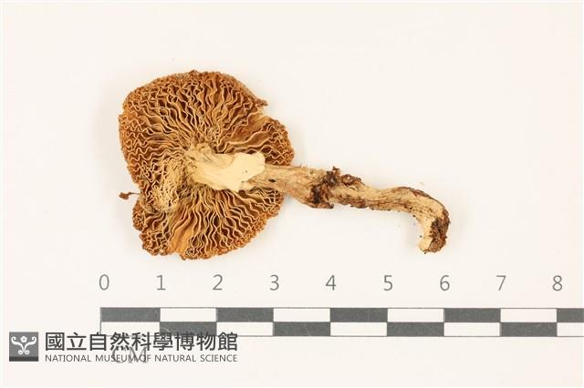 登錄號:F0037444藏品圖，第3張