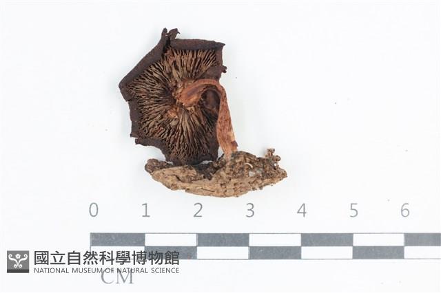 登錄號:F0038744藏品圖，第3張