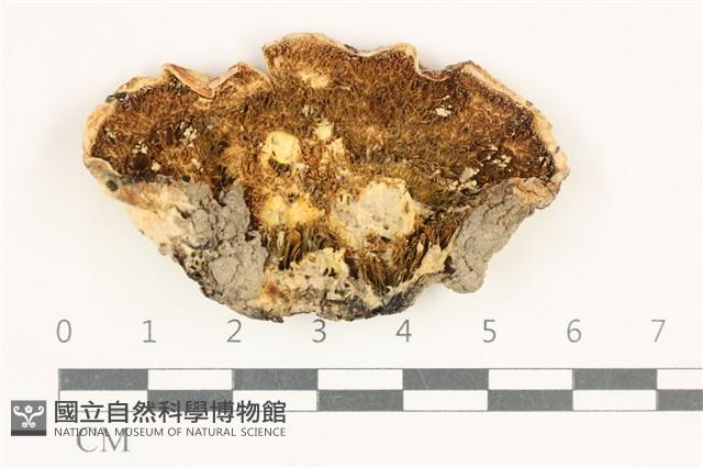 糖圓齒菌藏品圖，第3張